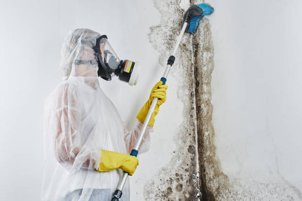 Home Mold Removal in Pierre, SD