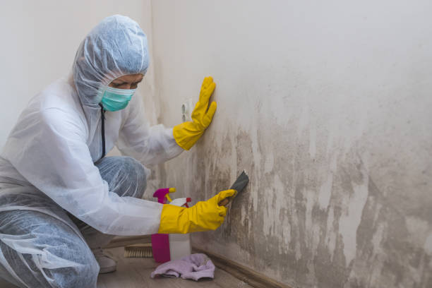 Best Residential Mold Removal  in Pierre, SD