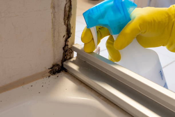 Best Professional Mold Removal  in Pierre, SD