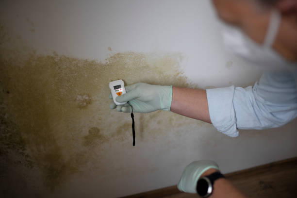 Best Local Mold Removal Service  in Pierre, SD
