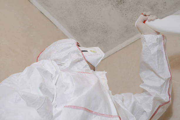 Office Mold Removal Services in Pierre, SD