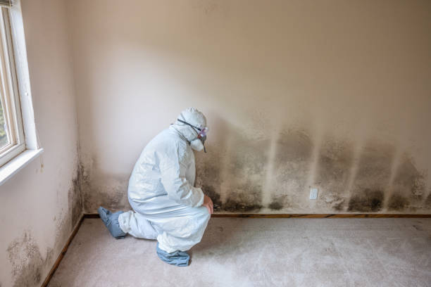 Best Office Mold Removal Services  in Pierre, SD
