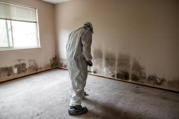 Best Mold Removal Process  in Pierre, SD